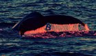 $302,000,000 in Bitcoin Suddenly Moves in Massive Synchronized Crypto Whale Transfers