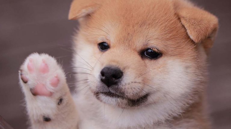 248% Weekly Gains — Baby Doge Coin Continues to Rally While Most Crypto Asset Markets Slump