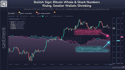 Bitcoin bears 12